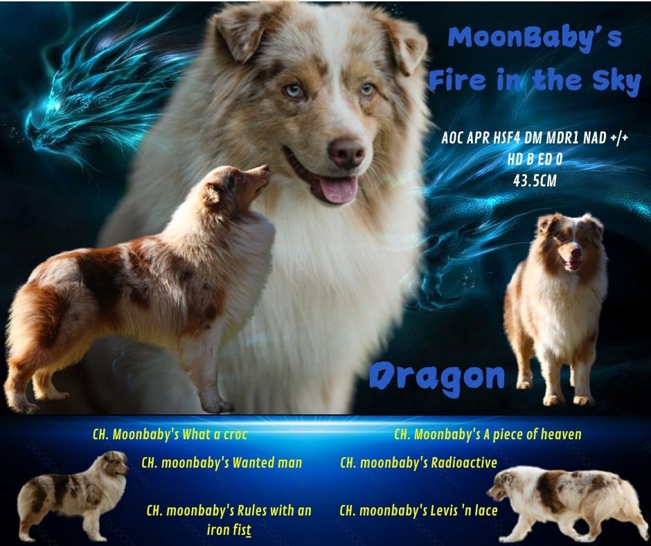 moonbaby's Fire in the sky dit dragon