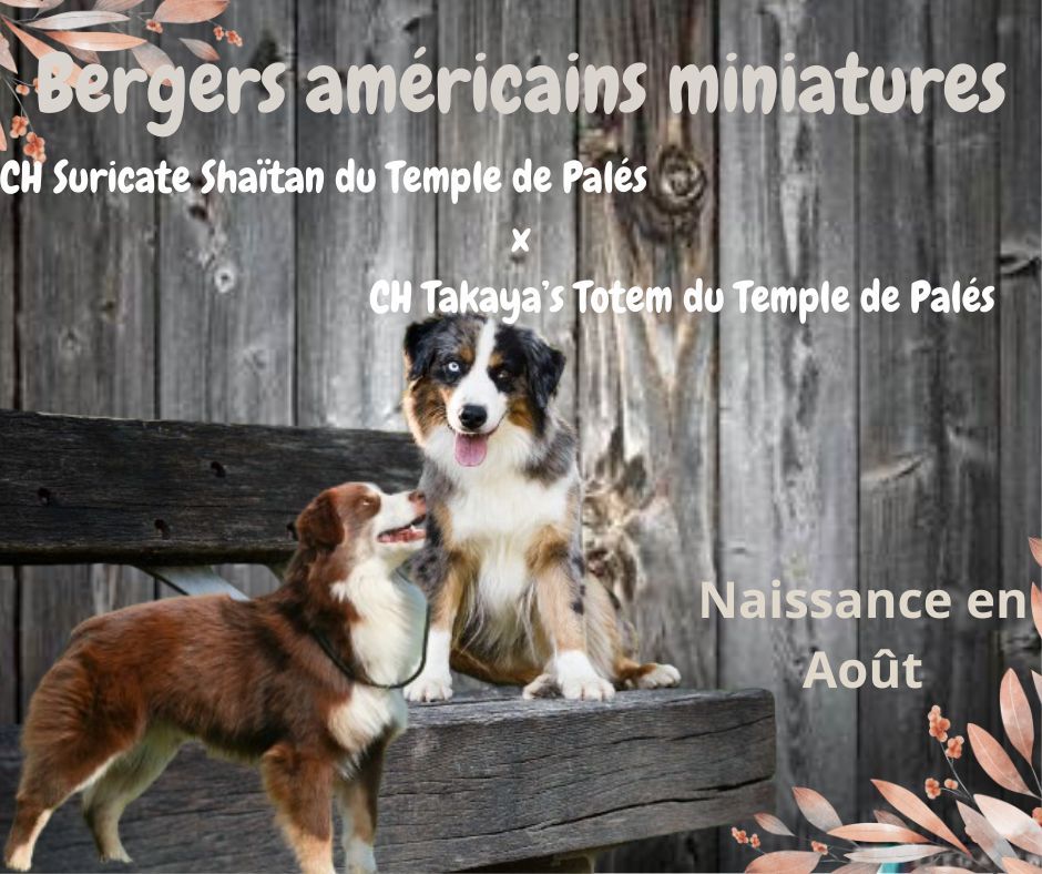 chiot Berger Américain Miniature  du temple de Palés