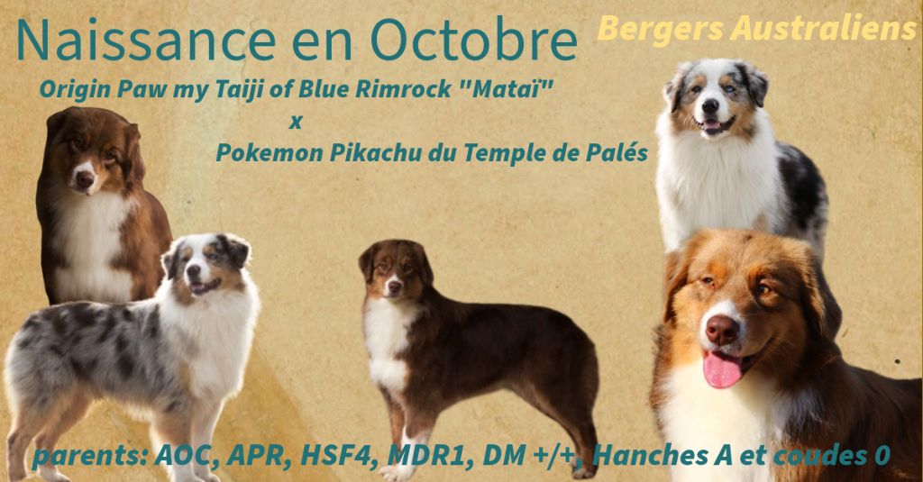 chiot Berger Australien du temple de Palés