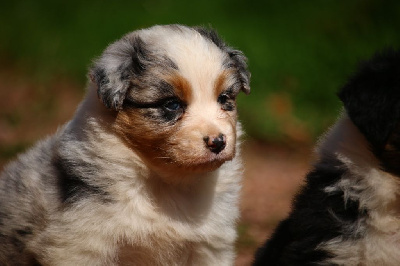 femelle bleue merle