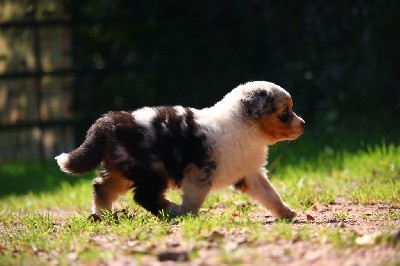 femelle bleue merle