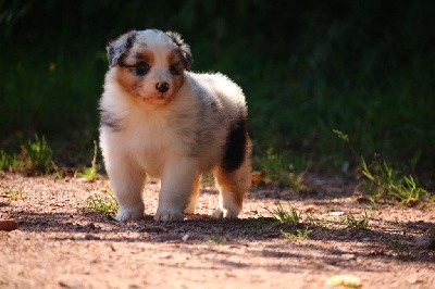 femelle bleue merle