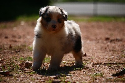 femelle bleue merle