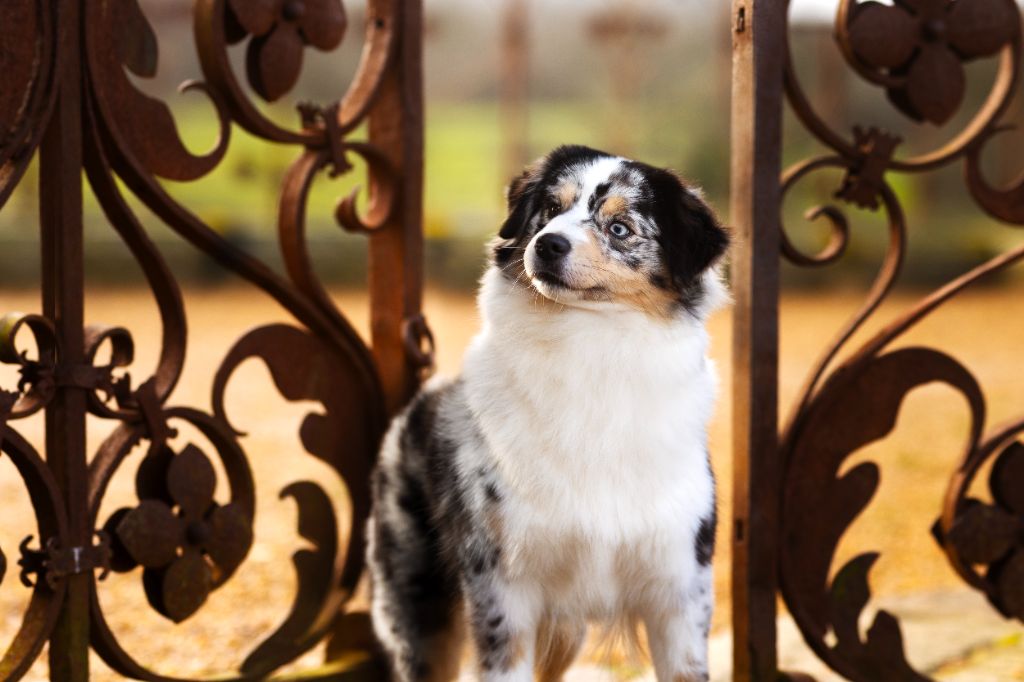 CH. Teepee shoshones du temple de Palés