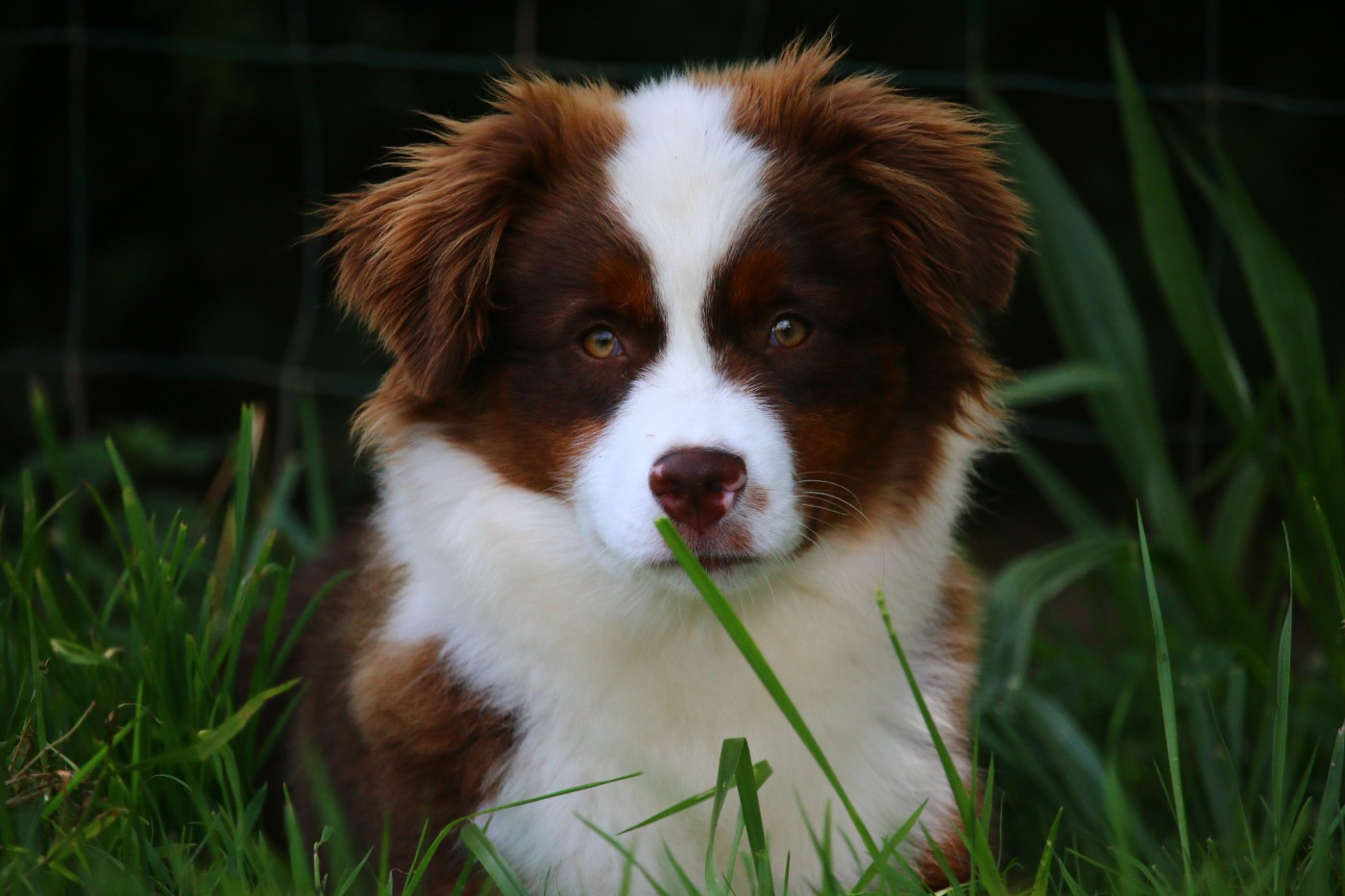 wichita native american De l'Univers d'Evine