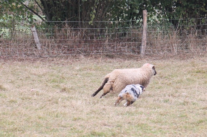 les chiens au troupeau