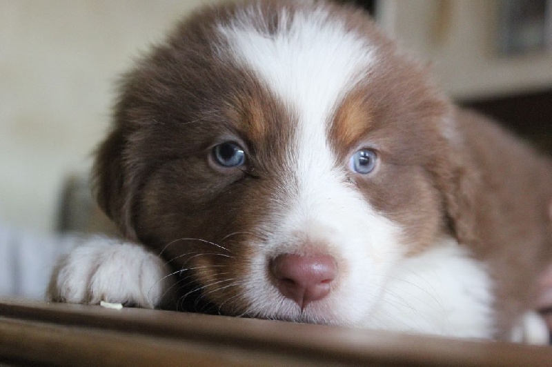 du temple de Palés - Berger Australien - Portée née le 28/12/2016