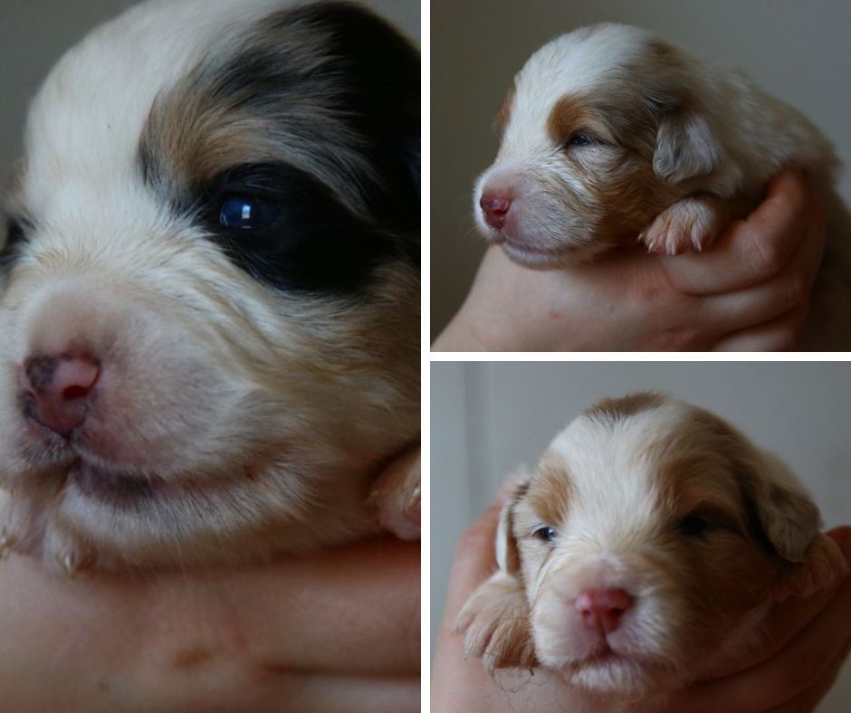 du temple de Palés - Chiots disponibles - Berger Australien