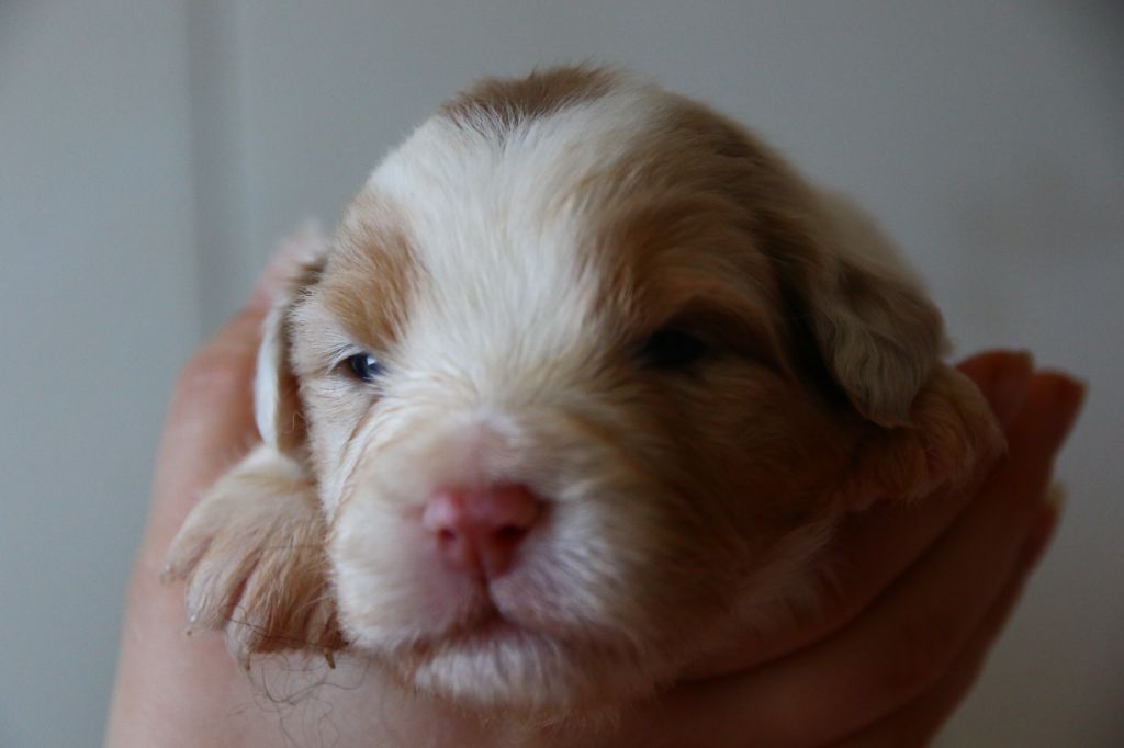 du temple de Palés - Chiots disponibles - Berger Australien
