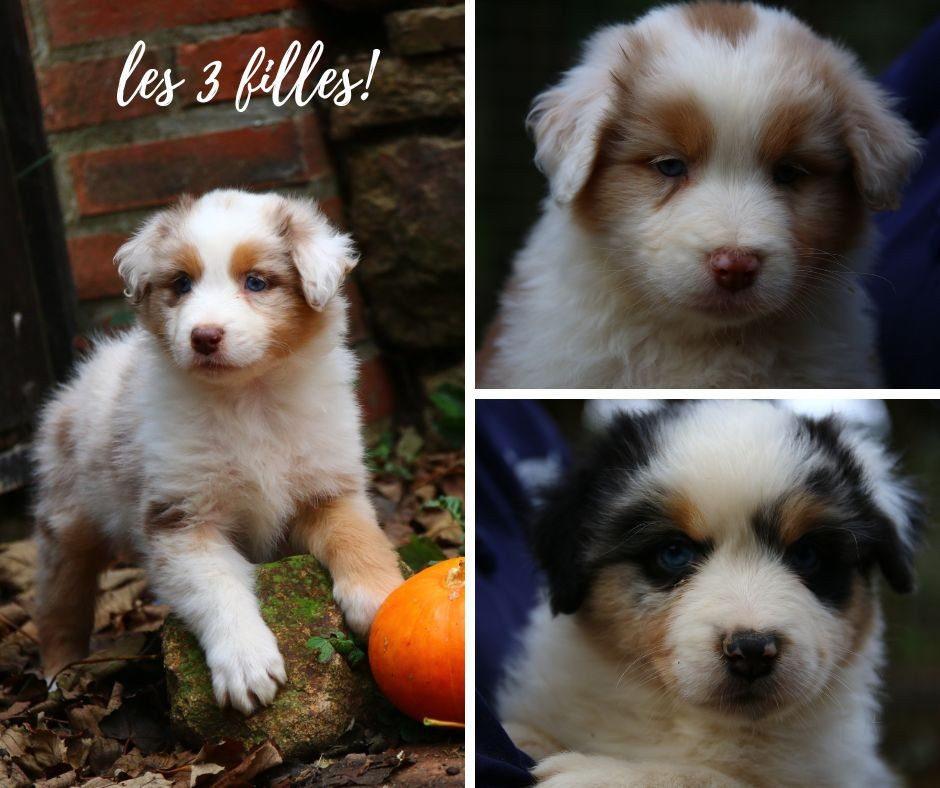 du temple de Palés - Chiots disponibles - Berger Australien