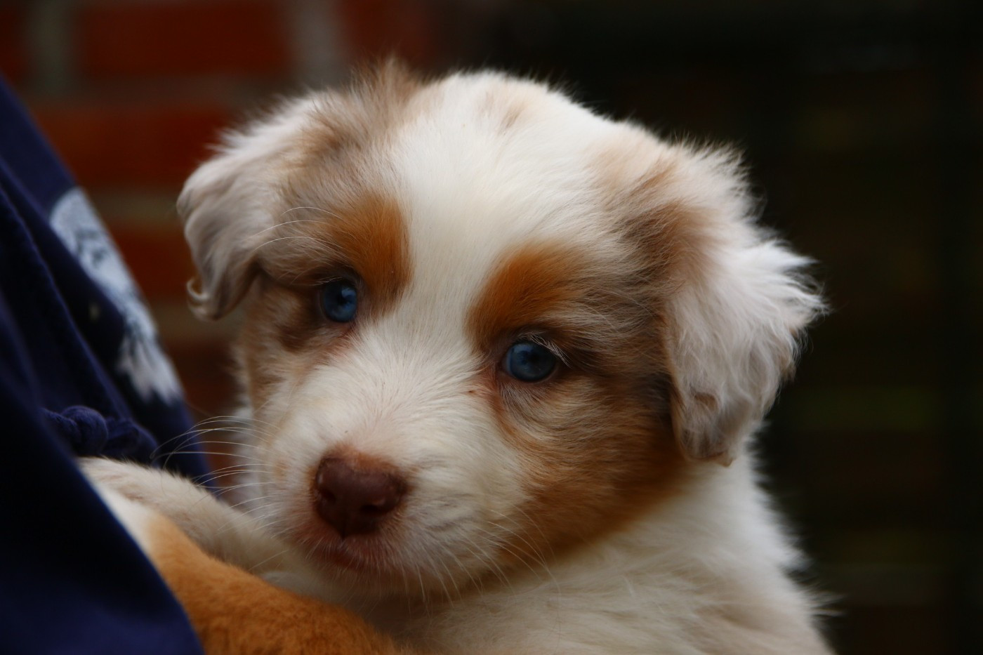 du temple de Palés - Chiots disponibles - Berger Australien