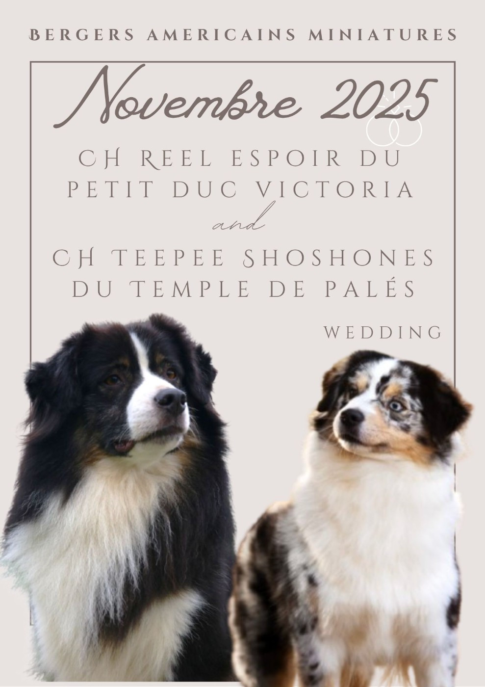 Chiot Berger Américain Miniature  du temple de Palés