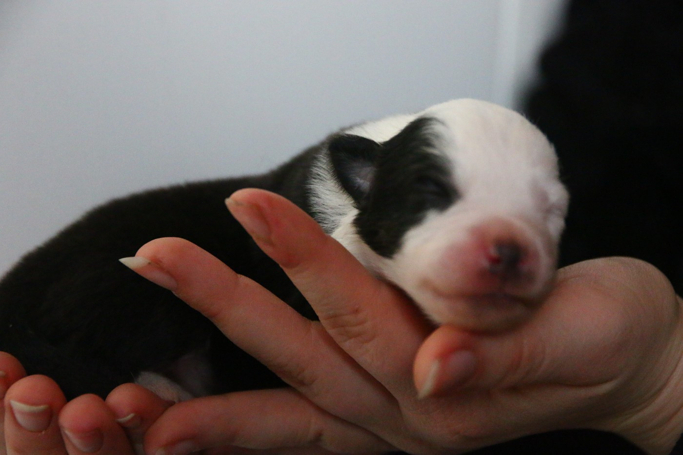 du temple de Palés - Chiots disponibles - Berger Américain Miniature 