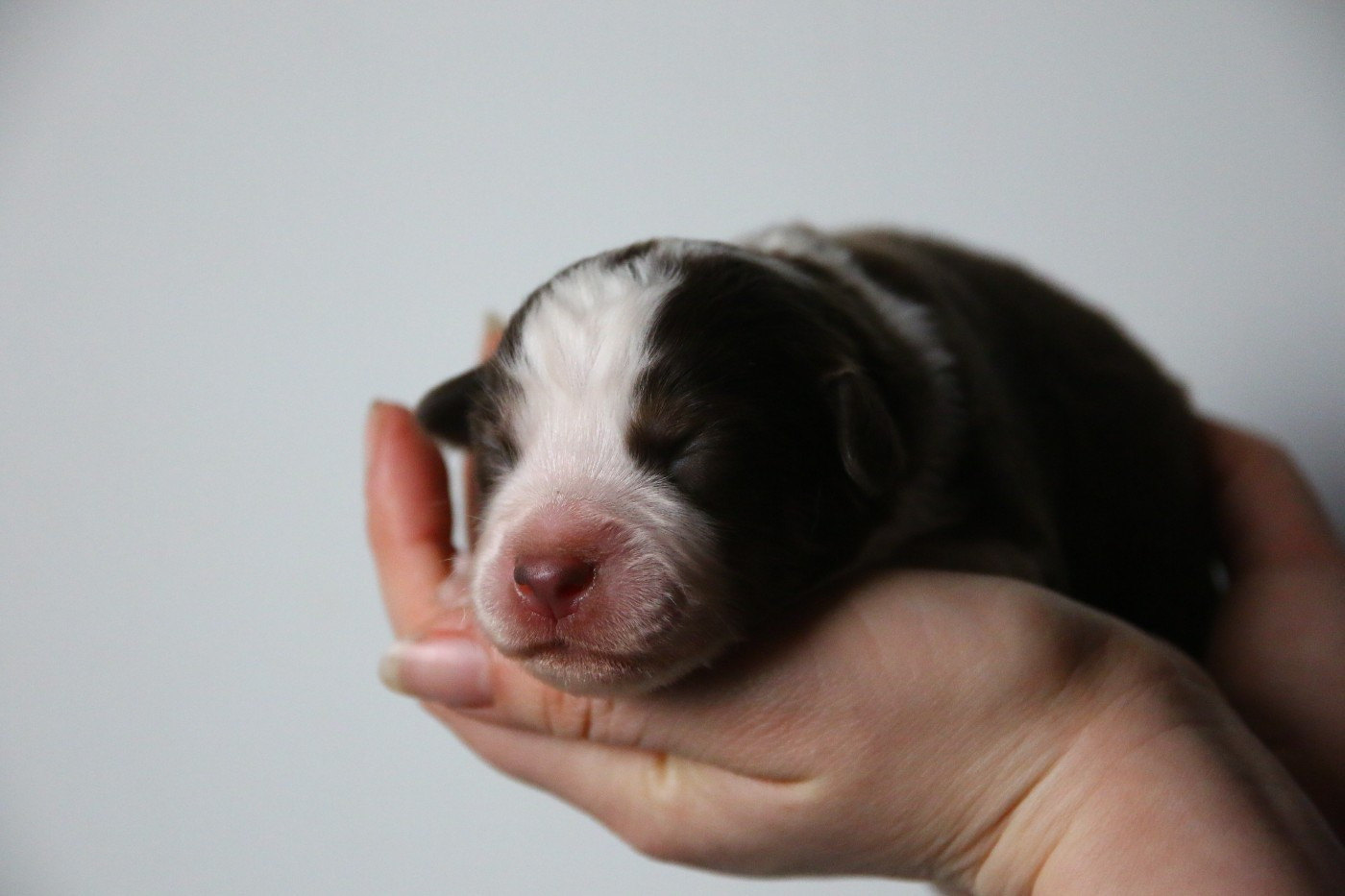 du temple de Palés - Chiots disponibles - Berger Américain Miniature 