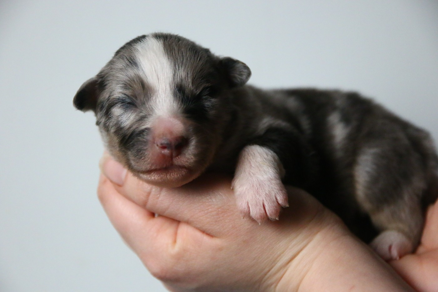 du temple de Palés - Chiots disponibles - Berger Américain Miniature 