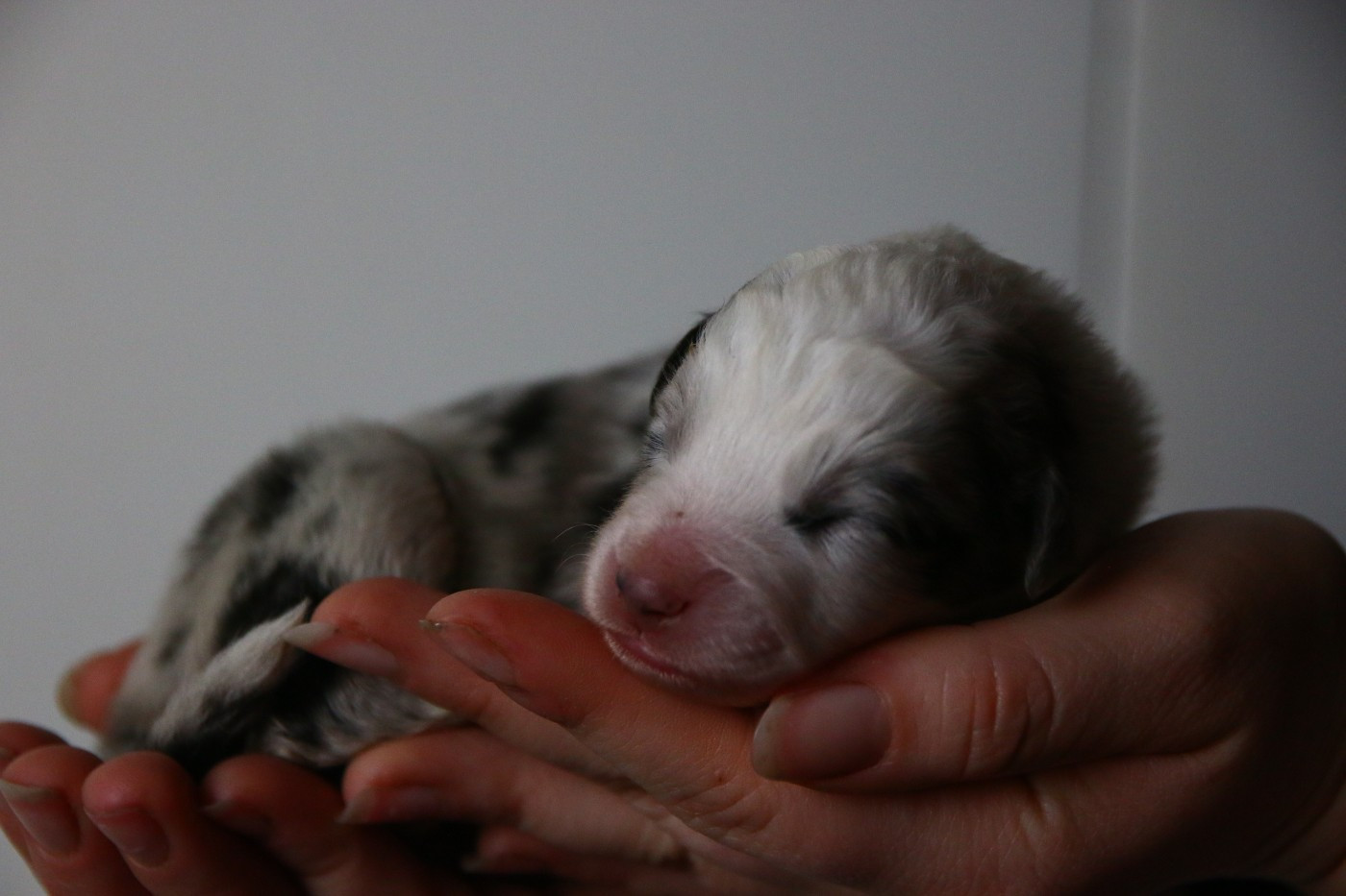du temple de Palés - Chiots disponibles - Berger Américain Miniature 