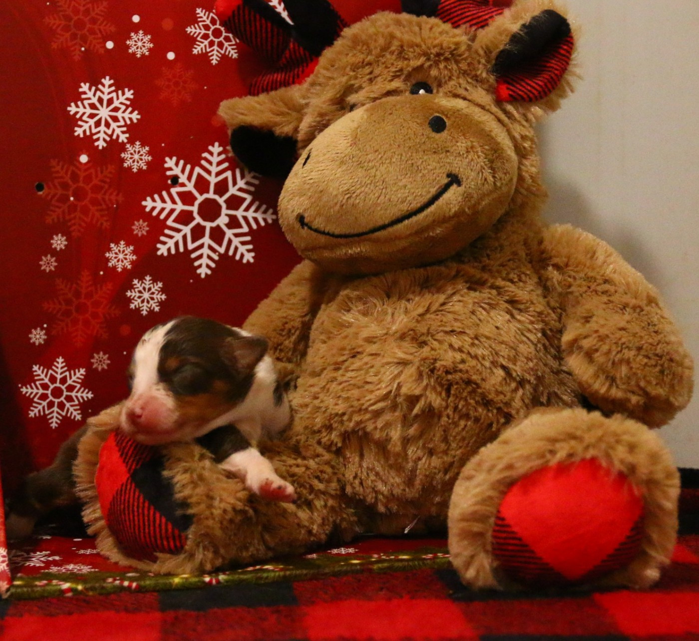 du temple de Palés - Chiots disponibles - Berger Américain Miniature 