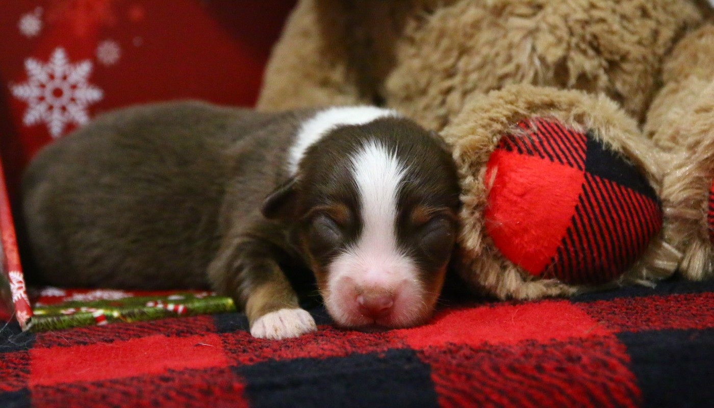 du temple de Palés - Chiots disponibles - Berger Américain Miniature 