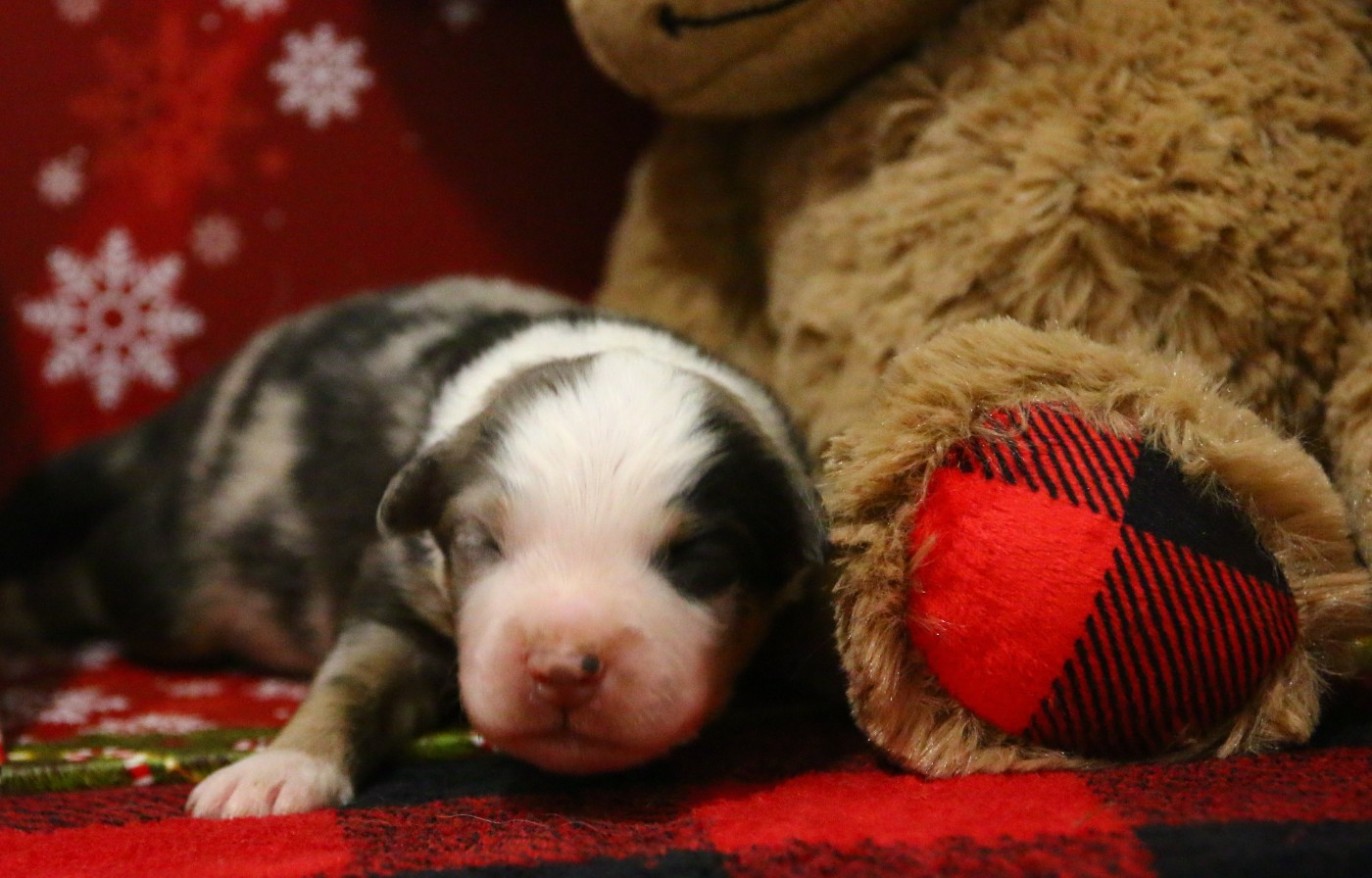 du temple de Palés - Chiots disponibles - Berger Américain Miniature 