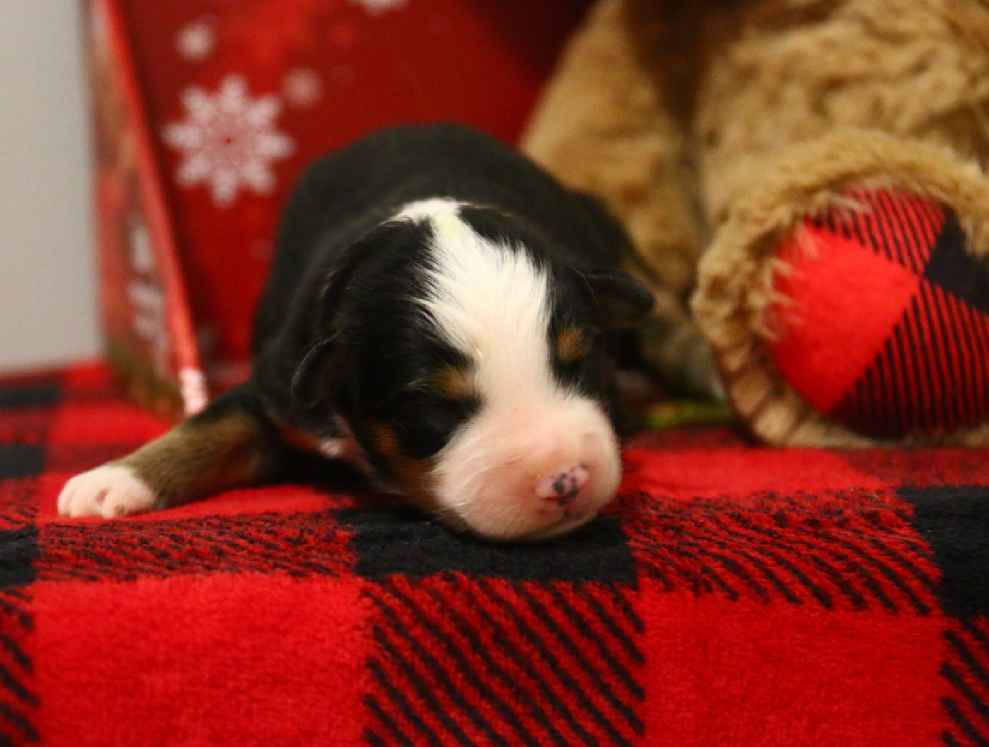 du temple de Palés - Chiots disponibles - Berger Américain Miniature 