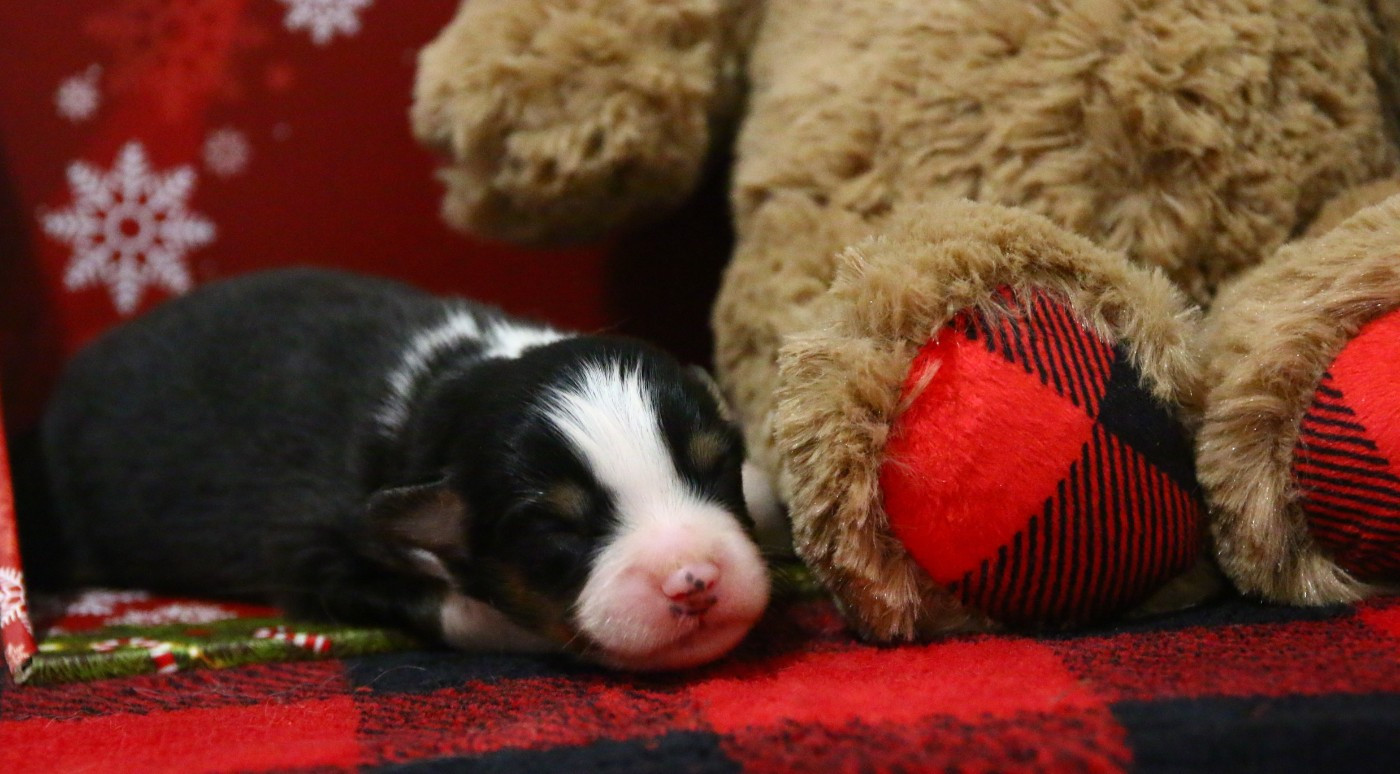 du temple de Palés - Chiots disponibles - Berger Américain Miniature 