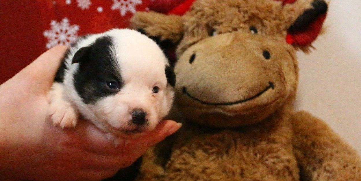 du temple de Palés - Chiots disponibles - Berger Américain Miniature 