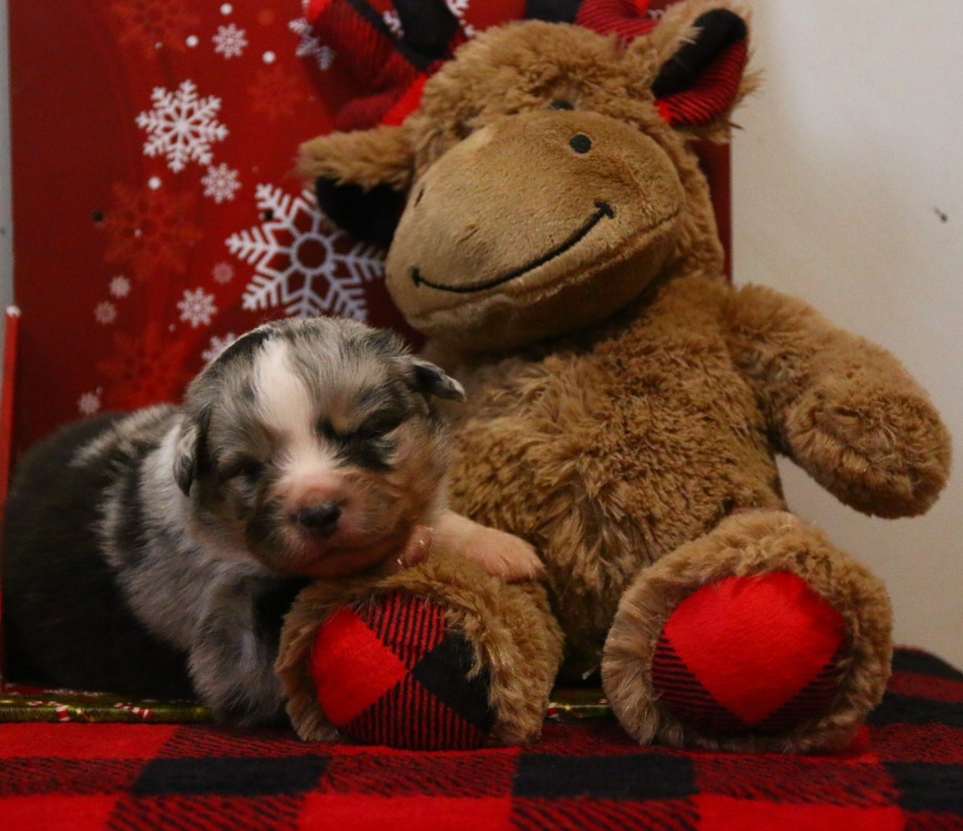 du temple de Palés - Chiots disponibles - Berger Américain Miniature 