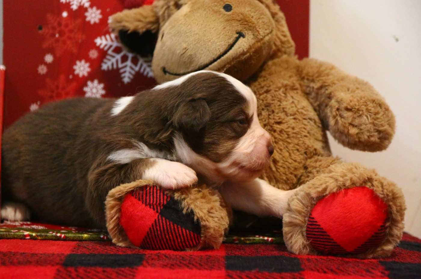 du temple de Palés - Chiots disponibles - Berger Américain Miniature 