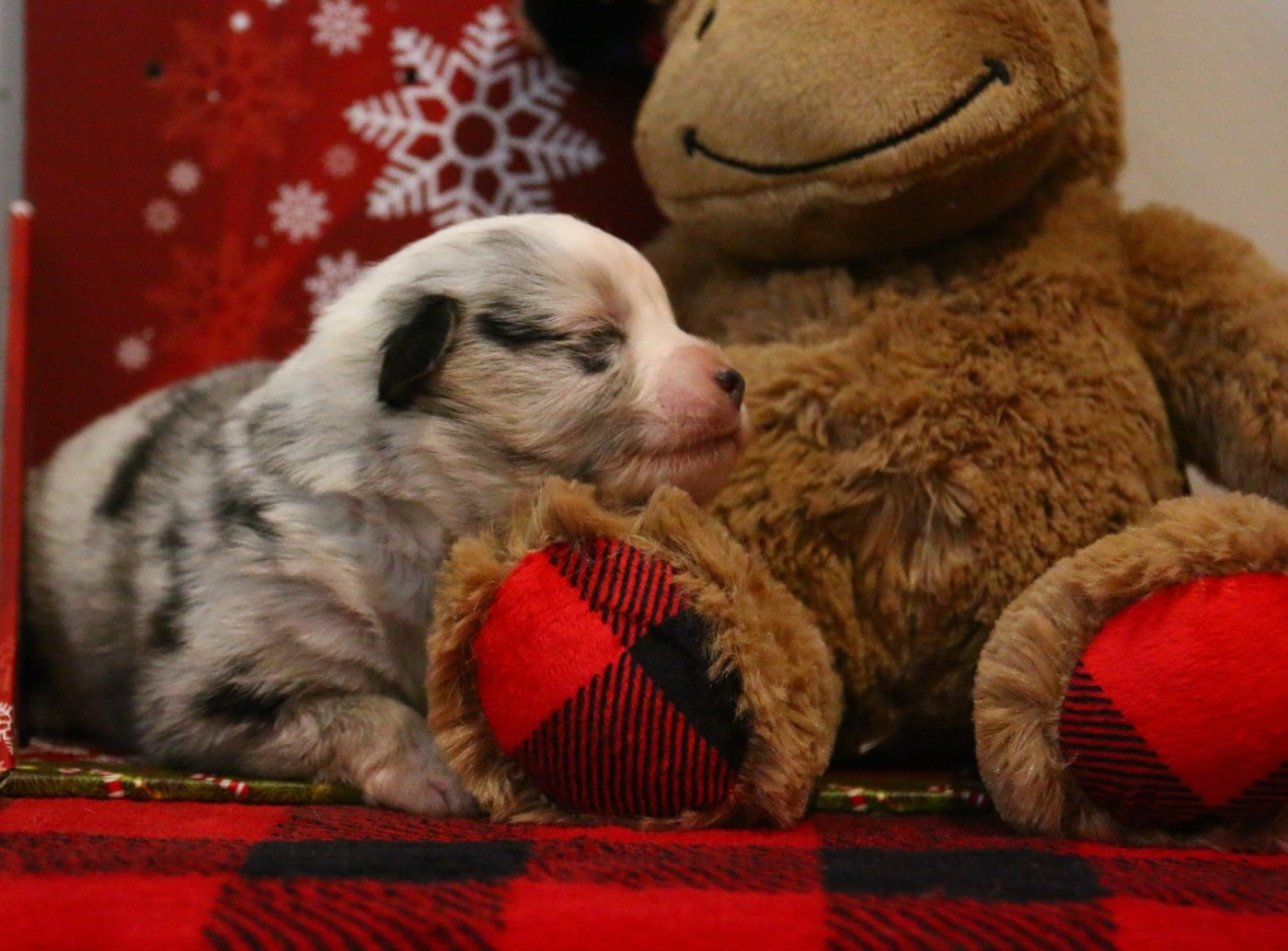 du temple de Palés - Chiots disponibles - Berger Américain Miniature 