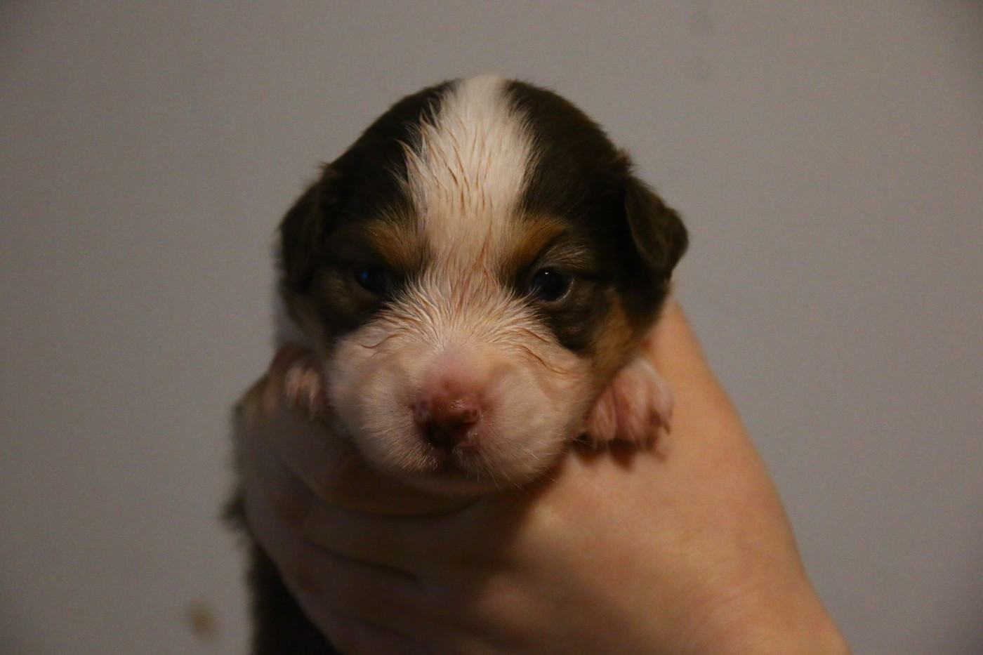 du temple de Palés - Chiots disponibles - Berger Américain Miniature 