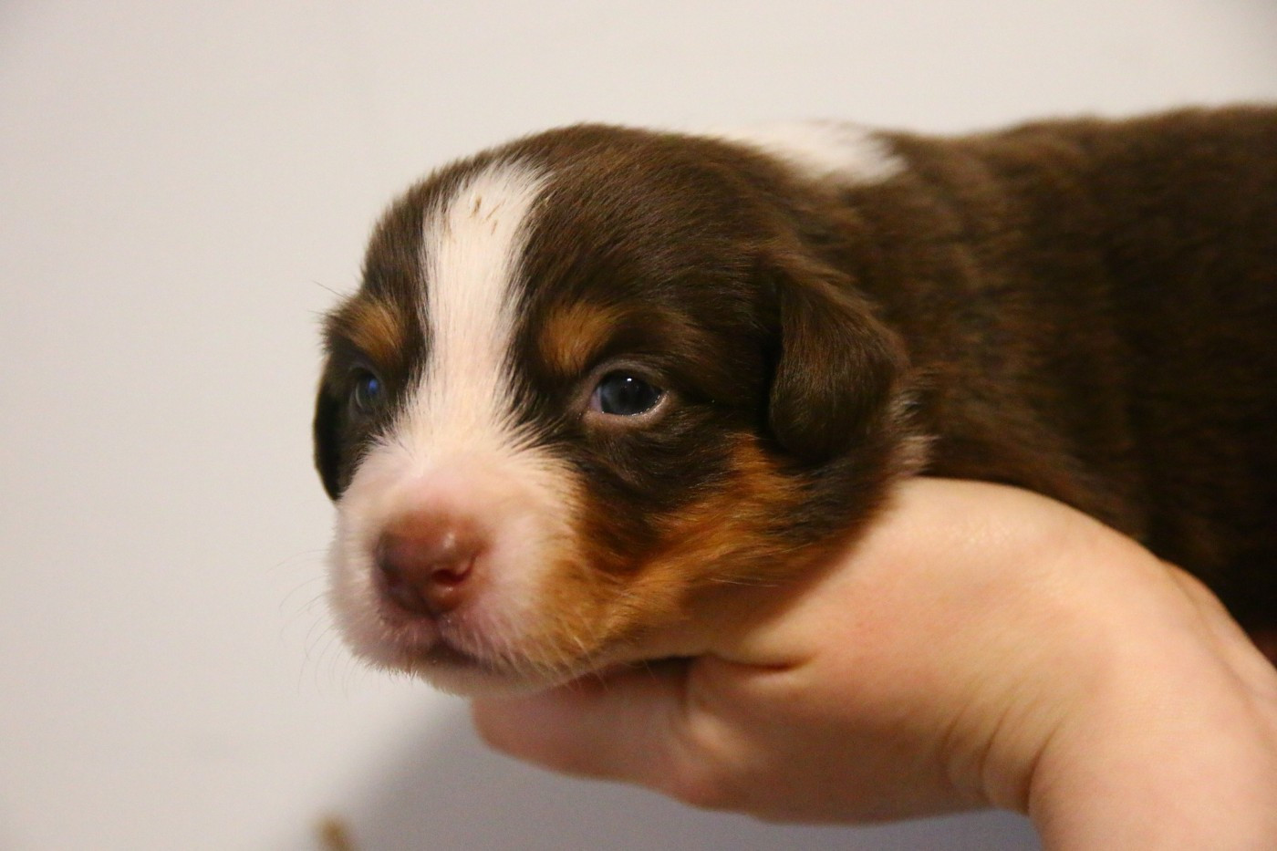 du temple de Palés - Chiots disponibles - Berger Américain Miniature 