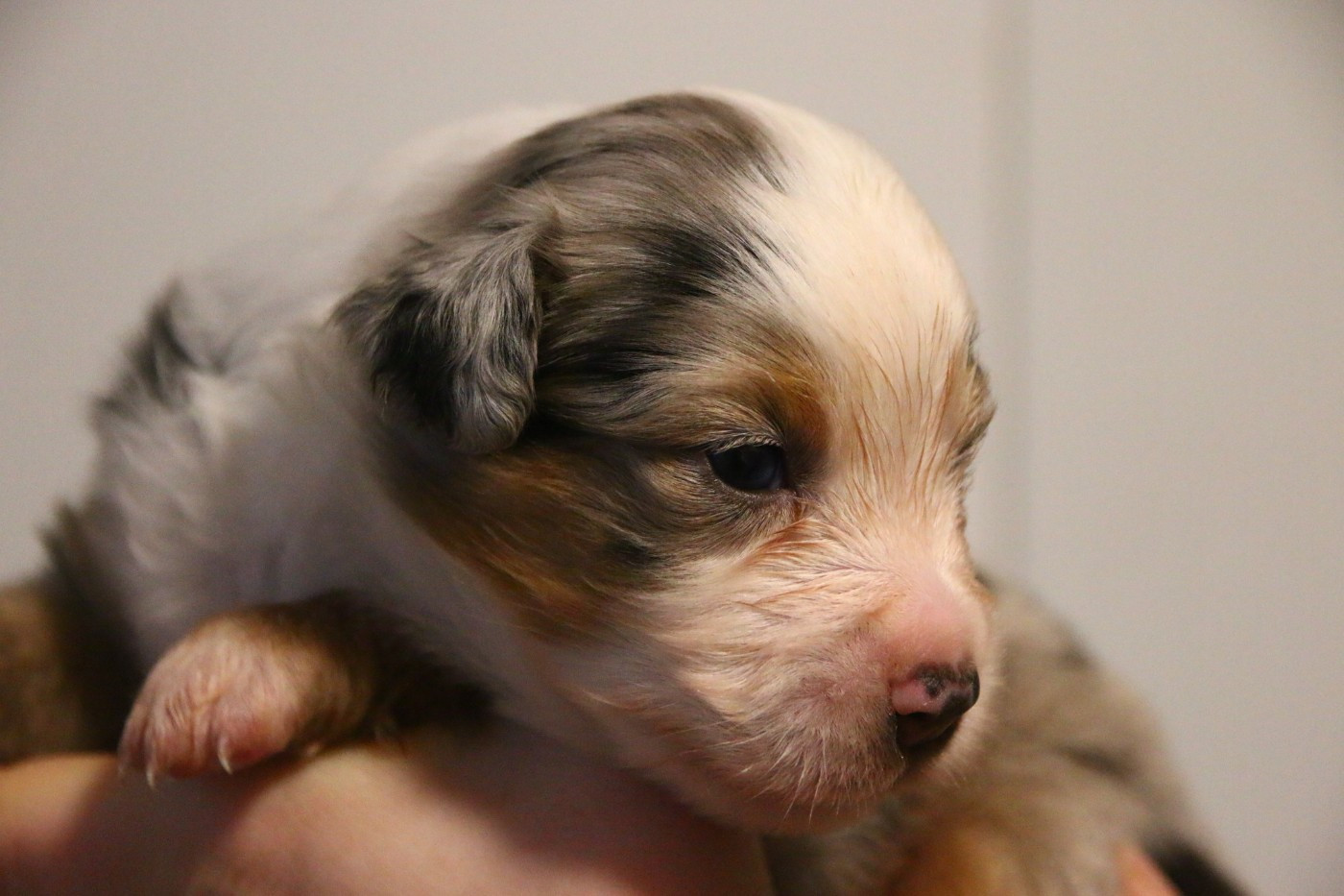 du temple de Palés - Chiots disponibles - Berger Américain Miniature 