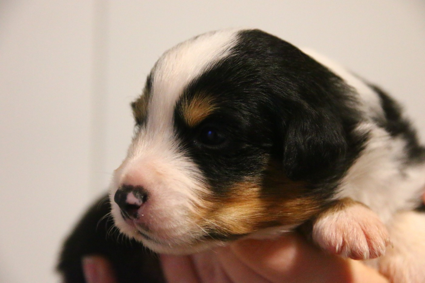 du temple de Palés - Chiots disponibles - Berger Américain Miniature 