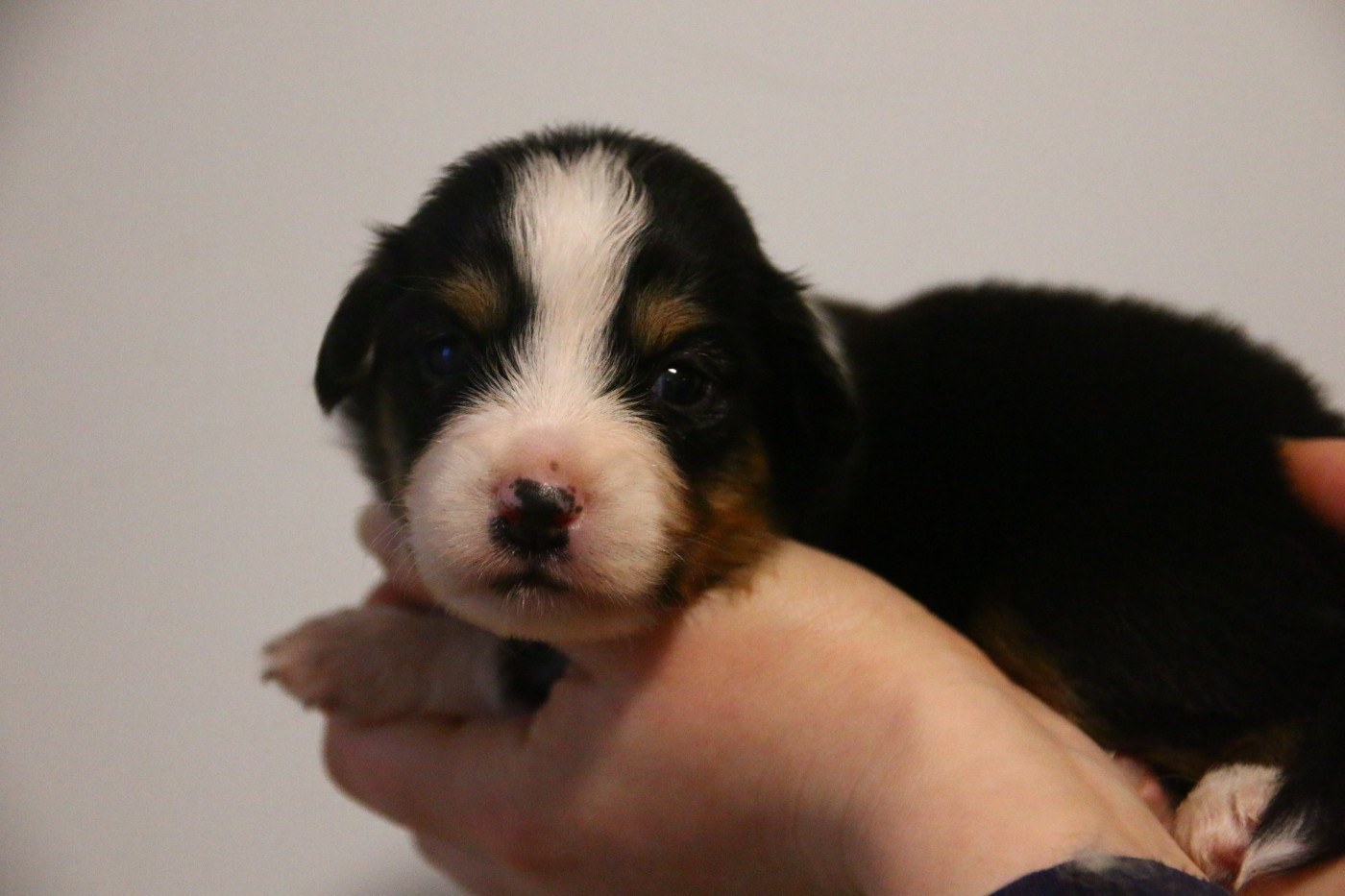 du temple de Palés - Chiots disponibles - Berger Américain Miniature 