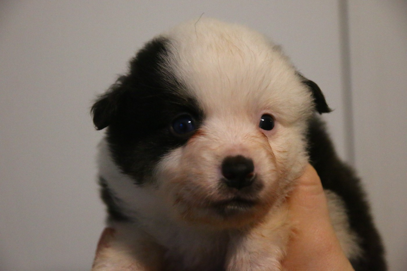 du temple de Palés - Chiots disponibles - Berger Américain Miniature 