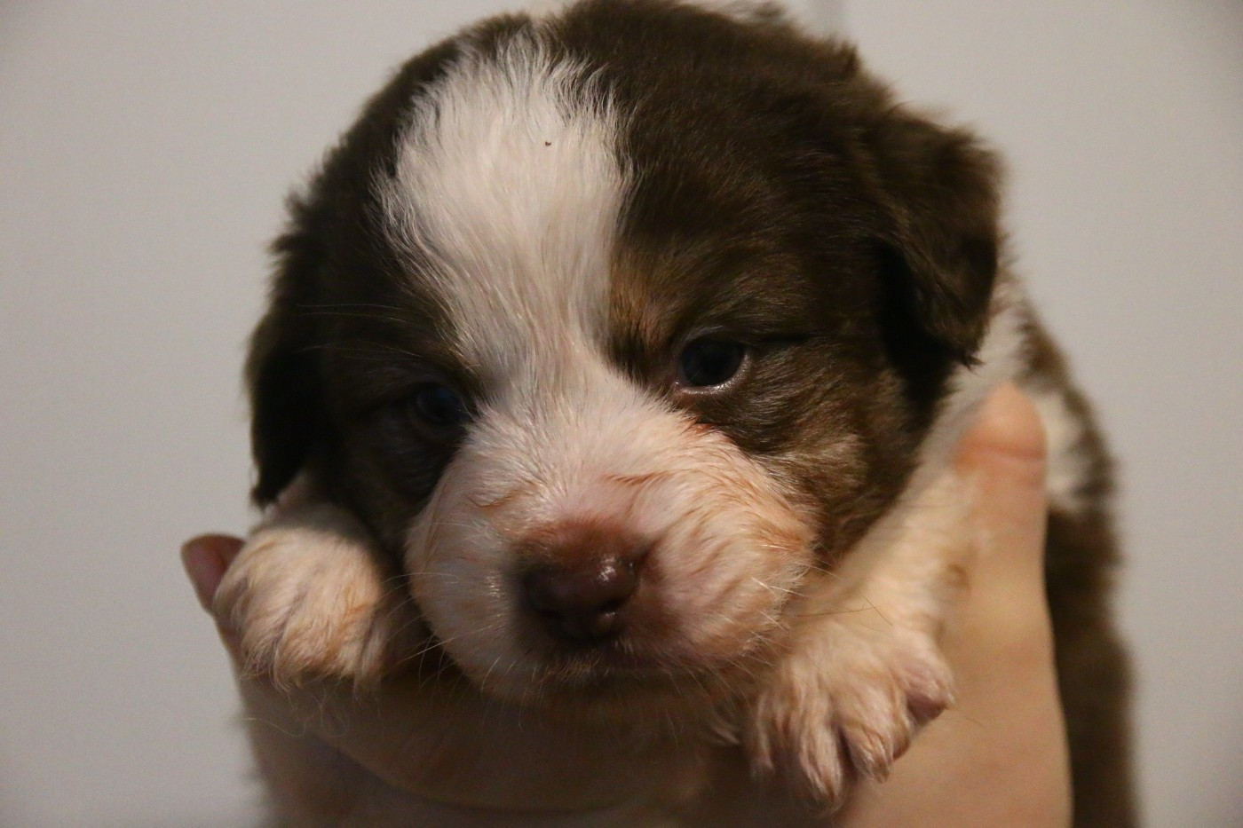 du temple de Palés - Chiots disponibles - Berger Américain Miniature 