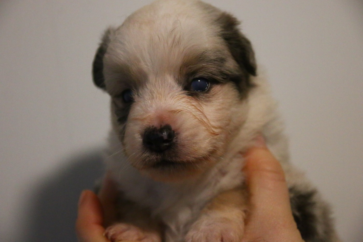 du temple de Palés - Chiots disponibles - Berger Américain Miniature 