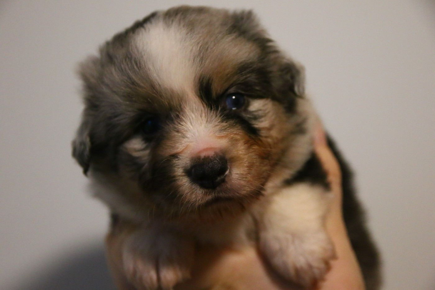 du temple de Palés - Chiots disponibles - Berger Américain Miniature 