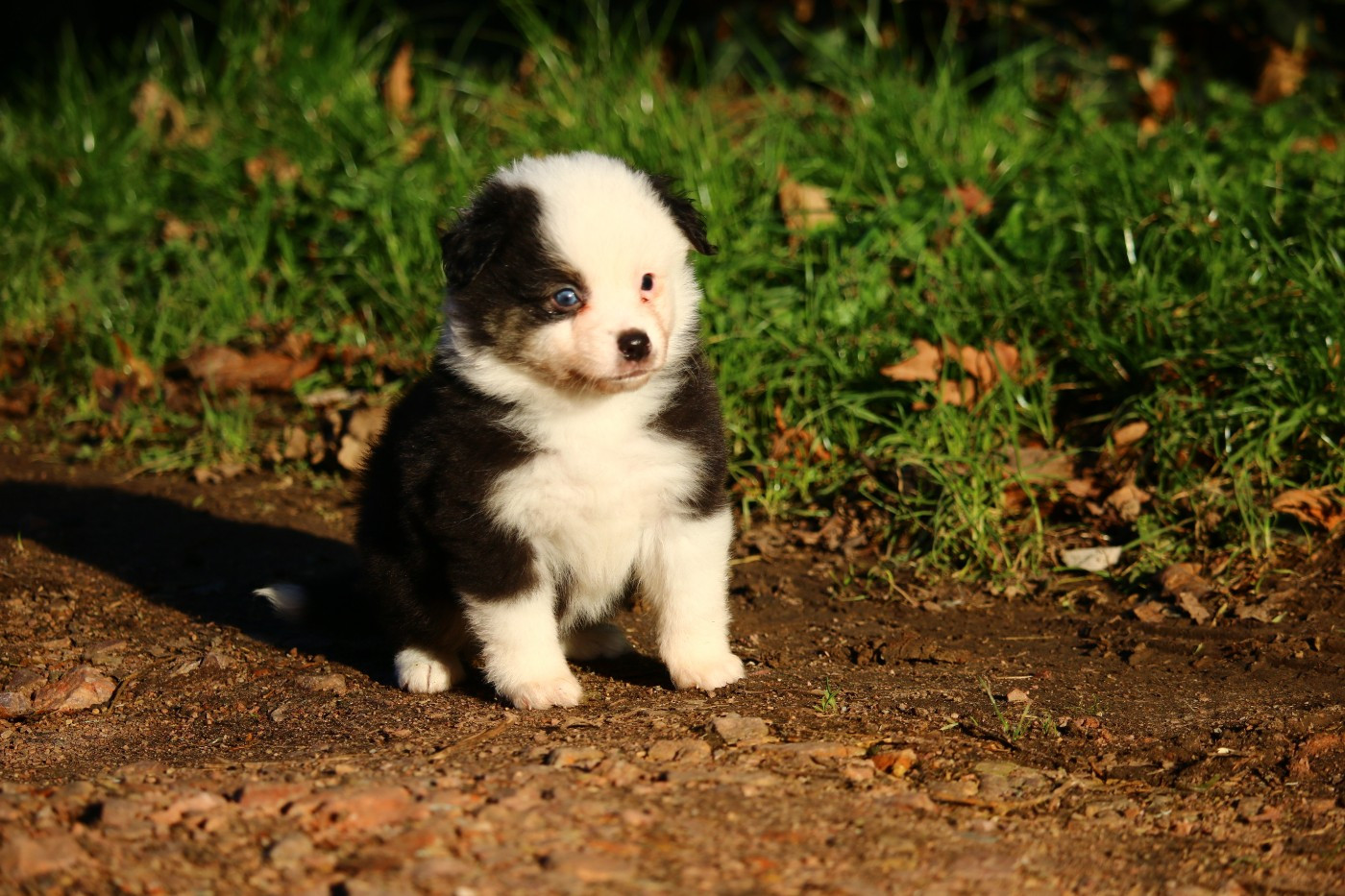 du temple de Palés - Chiots disponibles - Berger Américain Miniature 