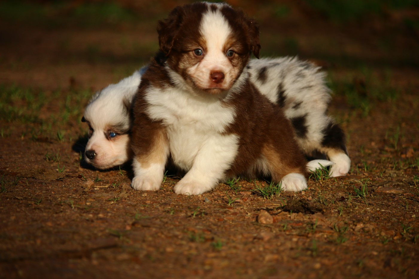 du temple de Palés - Chiots disponibles - Berger Américain Miniature 