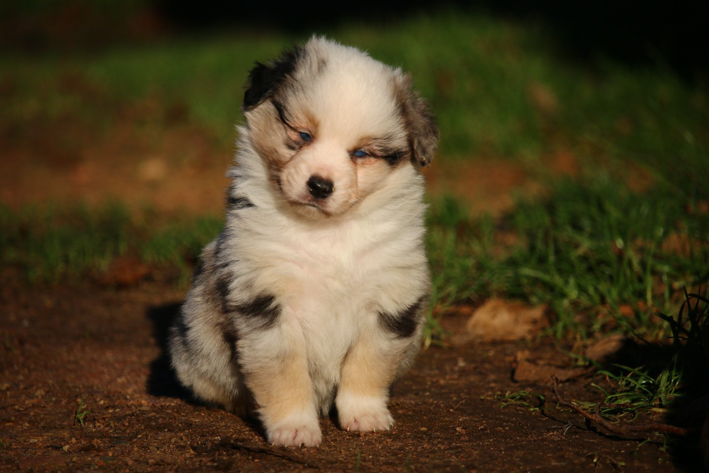 du temple de Palés - Chiots disponibles - Berger Américain Miniature 