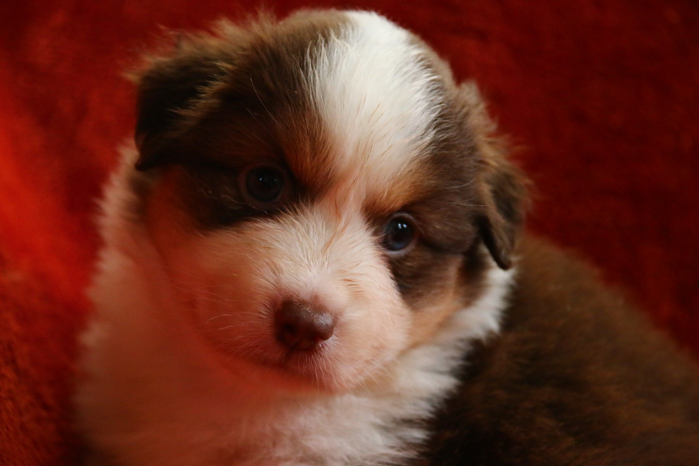 du temple de Palés - Chiots disponibles - Berger Américain Miniature 