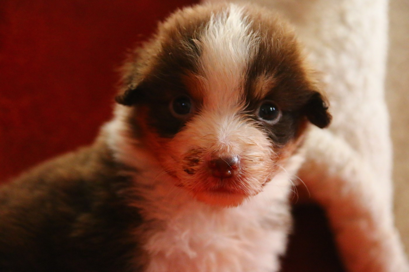 du temple de Palés - Chiots disponibles - Berger Américain Miniature 