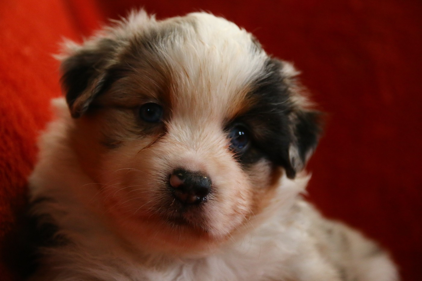 du temple de Palés - Chiots disponibles - Berger Américain Miniature 