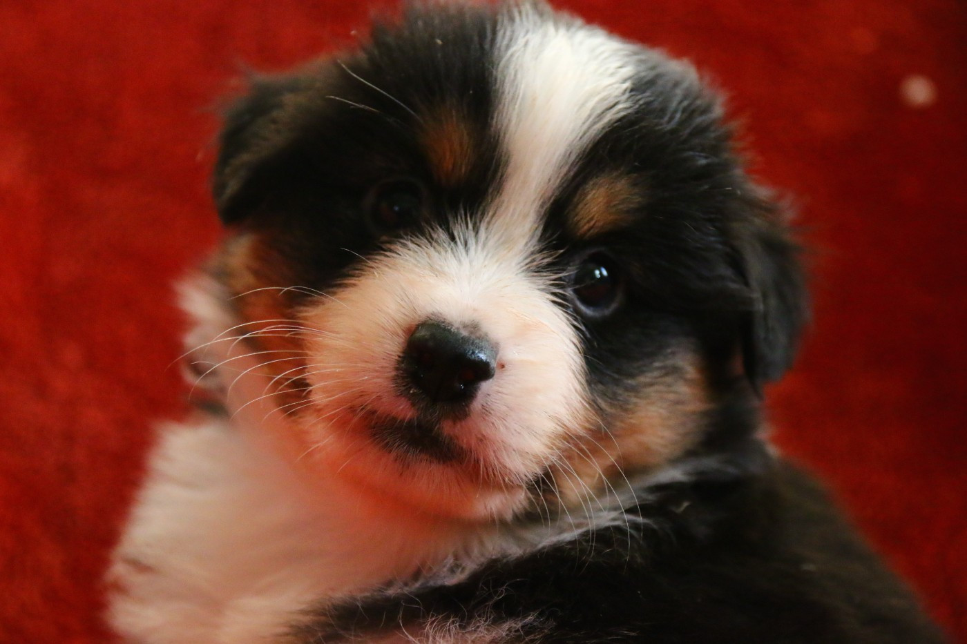 du temple de Palés - Chiots disponibles - Berger Américain Miniature 