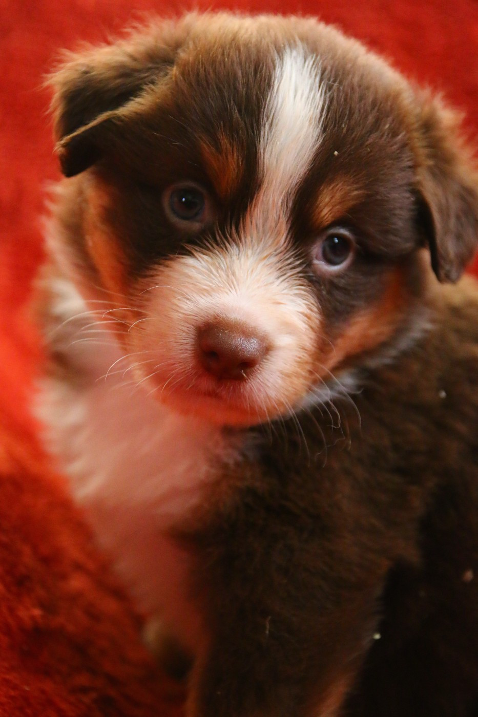 du temple de Palés - Chiots disponibles - Berger Américain Miniature 