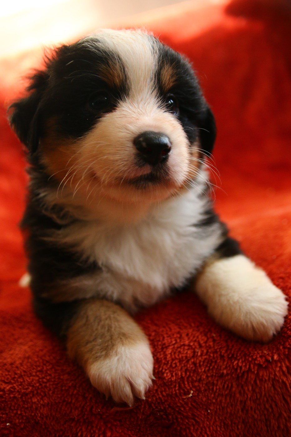 du temple de Palés - Chiots disponibles - Berger Américain Miniature 