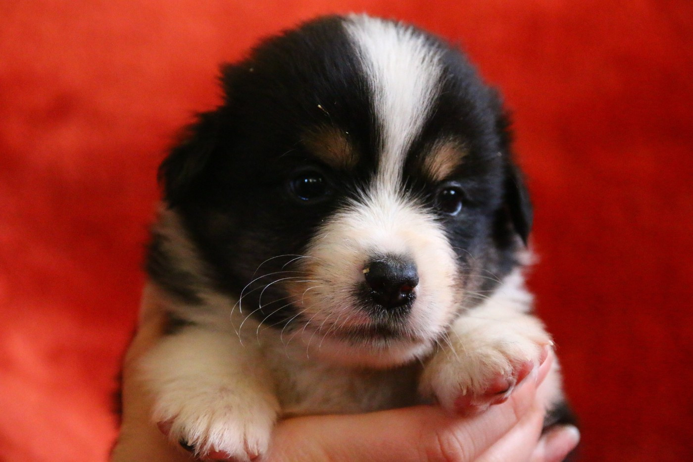 du temple de Palés - Chiots disponibles - Berger Américain Miniature 