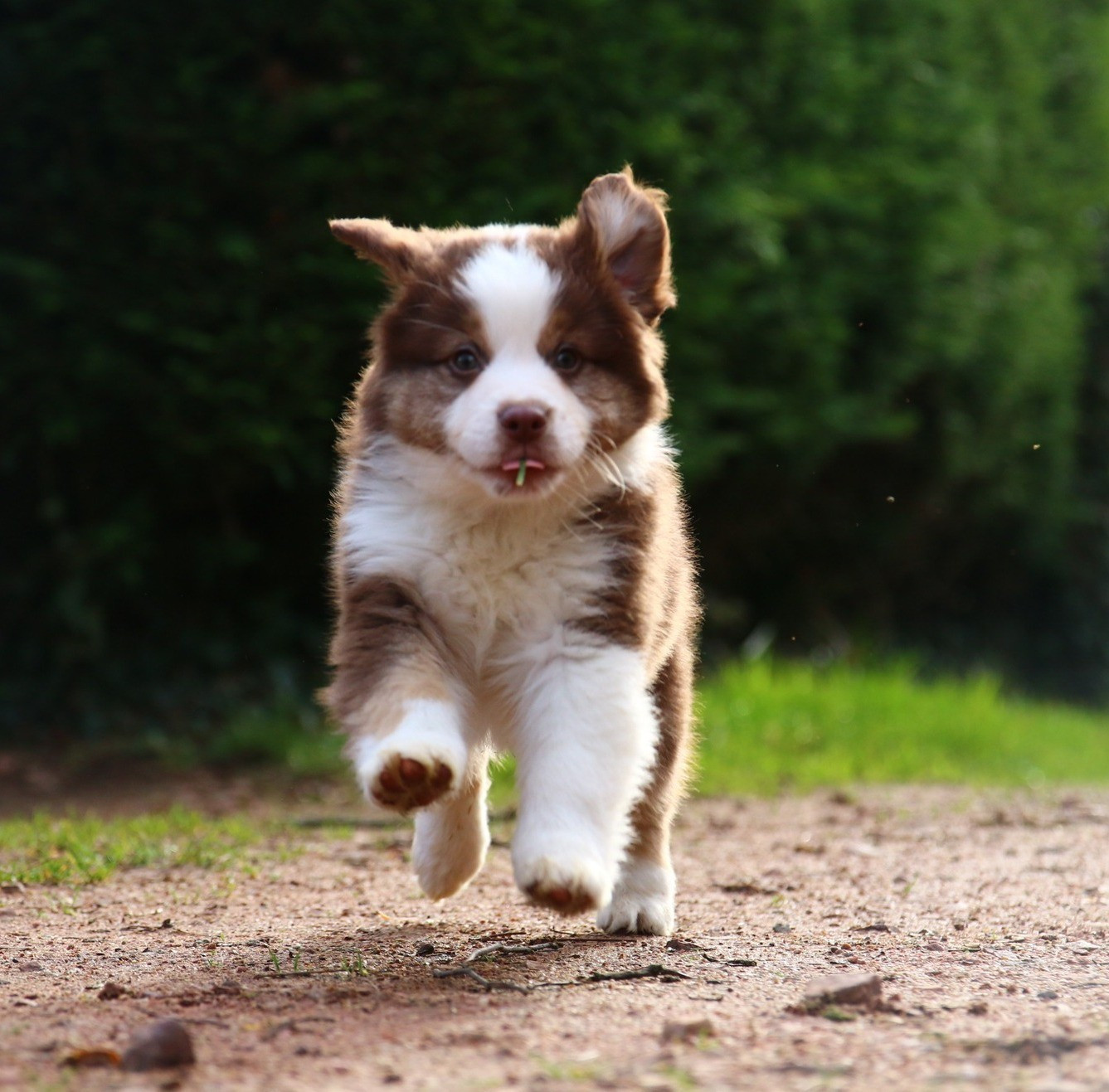 du temple de Palés - Chiots disponibles - Berger Américain Miniature 