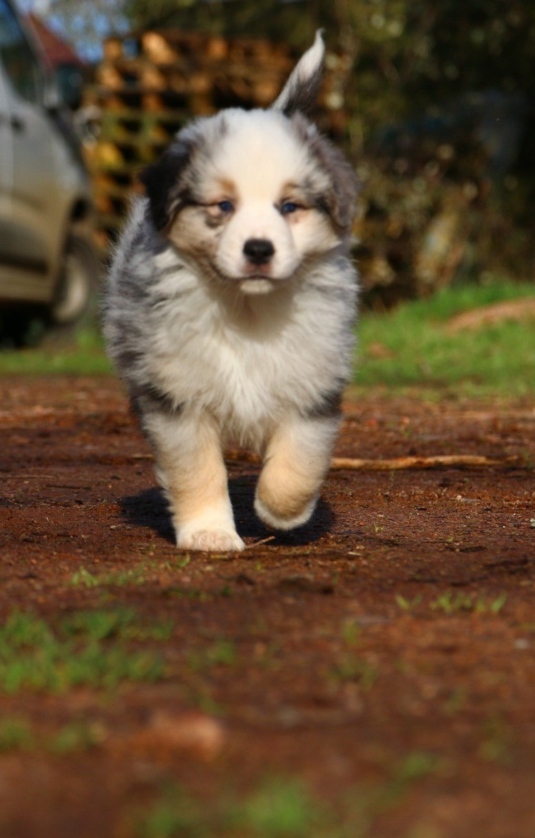 du temple de Palés - Chiots disponibles - Berger Américain Miniature 